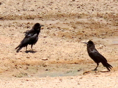 Corvus capensis capensis