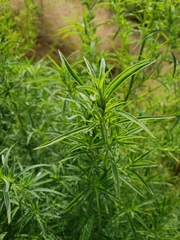 Bassia scoparia