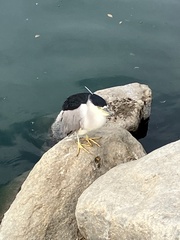Nycticorax nycticorax