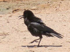 Corvus capensis capensis
