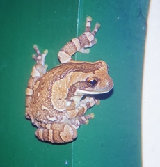 Trachycephalus typhonius