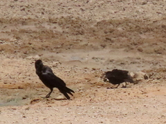 Corvus capensis capensis