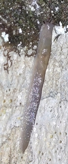 Ambigolimax valentianus