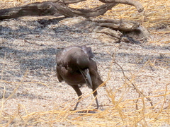 Corvus capensis capensis