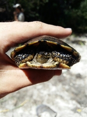 Actinemys marmorata pallida