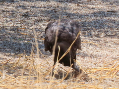 Corvus capensis capensis