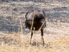Corvus capensis capensis
