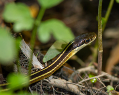 Thamnophis saurita saurita