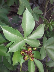 Jatropha excisa