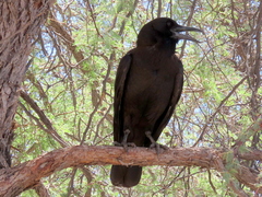 Corvus capensis capensis