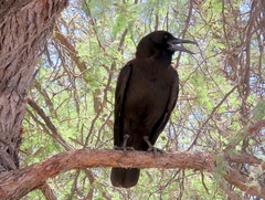 Corvus capensis capensis