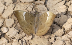 Euthalia aconthea meridionalis