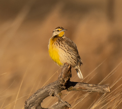 Sturnella magna lilianae