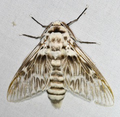 Podalia orsilochus