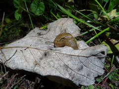 Drusia valenciennii