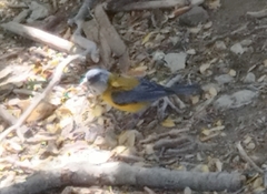 Phrygilus patagonicus