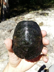 Actinemys marmorata pallida