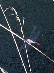 Planiplax erythropyga