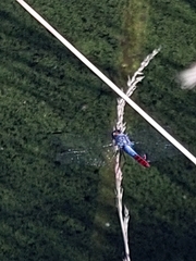 Planiplax erythropyga