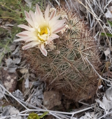 Echinomastus warnockii