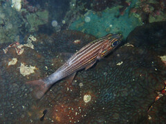 Cheilodipterus macrodon