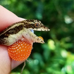 Ghost Anole photo 5