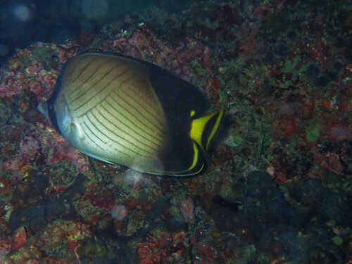 Indian Vagabond Butterflyfish (Chaetodon decussatus)