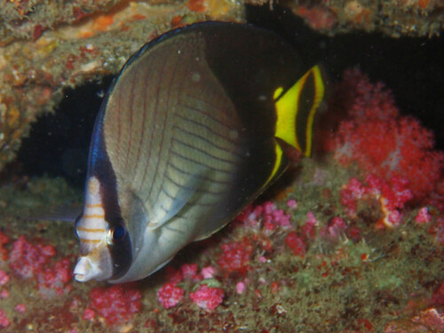 Indian Vagabond Butterflyfish — seen at this dive site