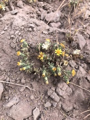 Chaetanthera flabellata