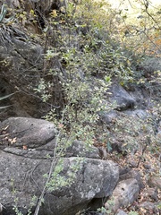 Fraxinus greggii