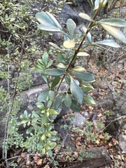 Fraxinus greggii