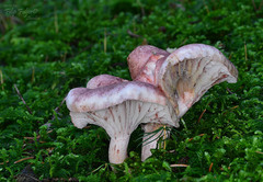 Pudorini