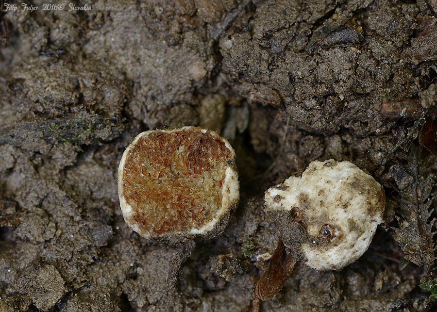 Thin False Truffle