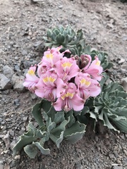 Alstroemeria umbellata