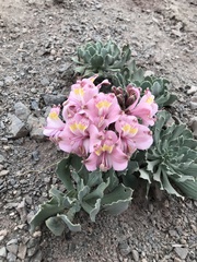 Alstroemeria umbellata