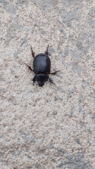 Dichotomius carolinus