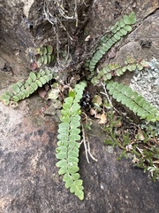 Asplenium resiliens
