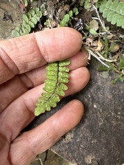Asplenium resiliens