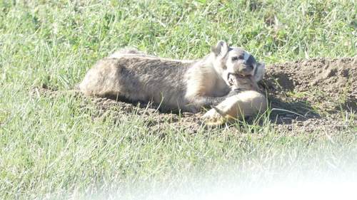 American Badger photographed in South Dakota