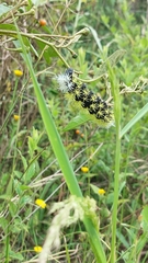 Leucanella