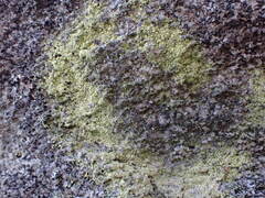 Flavoplaca flavocitrina