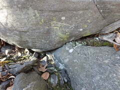 Flavoplaca flavocitrina