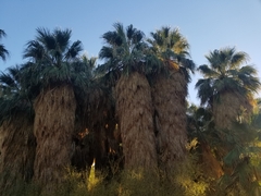 Washingtonia filifera