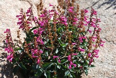 Penstemon clevelandii clevelandii