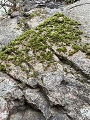 Selaginellaceae