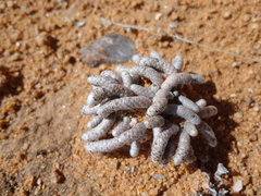 Anacampseros papyracea