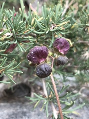Calceolaria arachnoidea