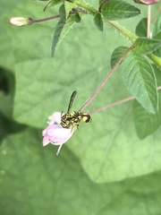 Ropalidia ornaticeps