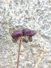 Calceolaria arachnoidea
