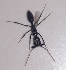 Odontomachus haematodus